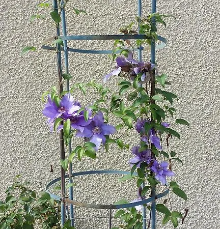 Bed & Breakfast Les Tilleuls