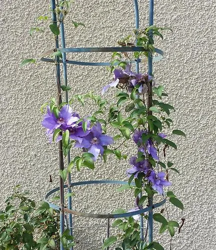 Frühstückspension Les Tilleuls